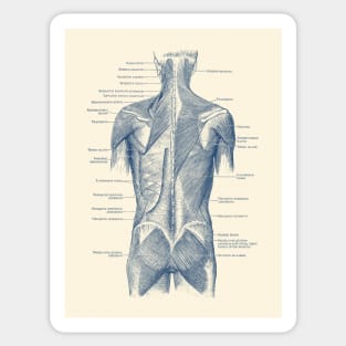 Human Muscular System - Back and Glutes - Vintage Anatomy Sticker